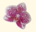 SUMMERDREAMER Pink orchid tok