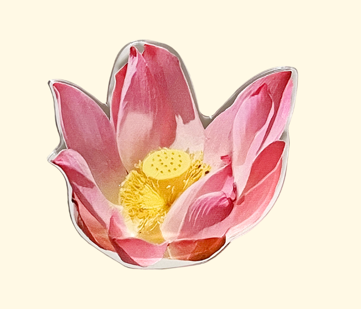 SUMMERDREAMER Lotus tok