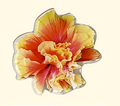 SUMMERDREAMER Tropical hibiscus tok