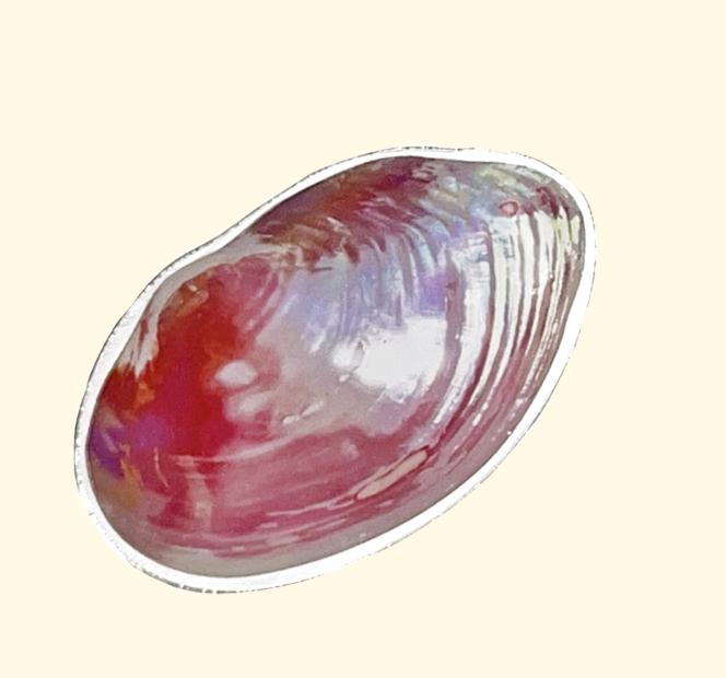 SUMMERDREAMER Pink shell tok