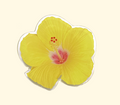 SUMMERDREAMER Yellow hibiscus tok
